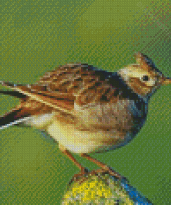 Eurasian Skylark Bird Diamond Paintings