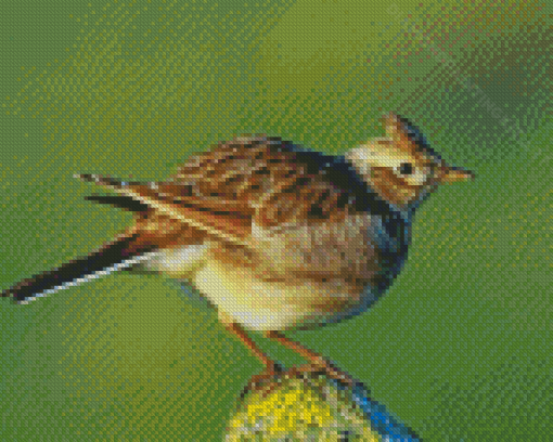 Eurasian Skylark Bird Diamond Paintings