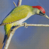 European Woodpecker Diamond Paintings