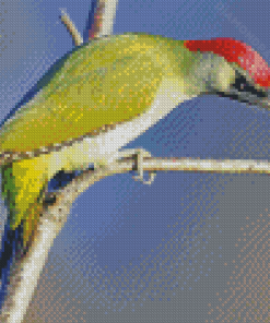 European Woodpecker Diamond Paintings