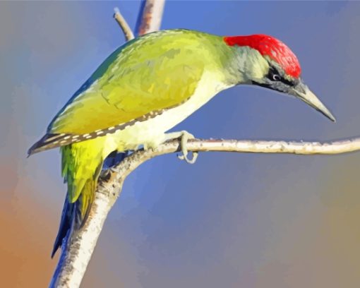 European Woodpecker Diamond Paintings