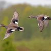 Flying Waterfowls Birds Diamond Paintings