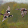 Flying Waterfowls Birds Diamond Paintings