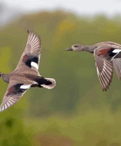 Flying Waterfowls Birds Diamond Paintings