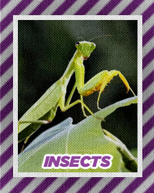 Insects