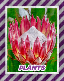 Plants