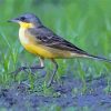 Aesthetic Eastern Yellow Wagtail Diamond Paintings