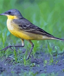 Aesthetic Eastern Yellow Wagtail Diamond Paintings