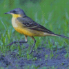 Aesthetic Eastern Yellow Wagtail Diamond Paintings