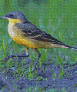 Aesthetic Eastern Yellow Wagtail Diamond Paintings