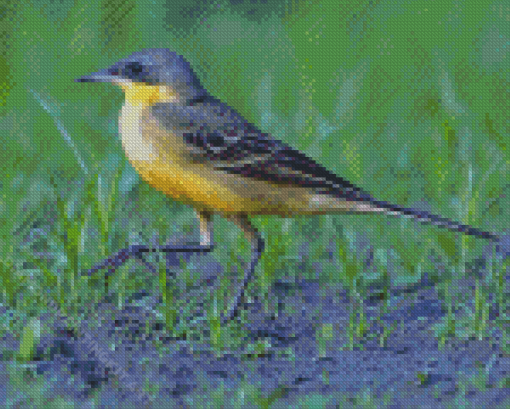 Aesthetic Eastern Yellow Wagtail Diamond Paintings