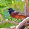 Aesthetic Orchard Oriole Diamond Paintings