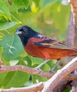 Aesthetic Orchard Oriole Diamond Paintings