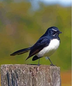 Aesthetic Willy Wagtail Diamond Paintings