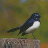 Aesthetic Willy Wagtail Diamond Paintings