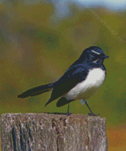 Aesthetic Willy Wagtail Diamond Paintings