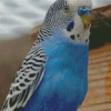 Blue Parakeet Bird Animal Diamond Paintings