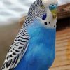 Blue Parakeet Bird Animal Diamond Paintings