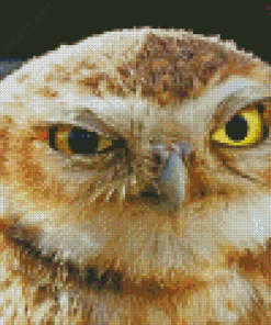 The Angry Owl Diamond Paintings