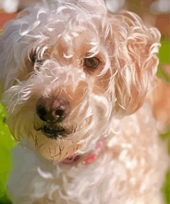 White Whoodle Dog Diamond Paintings