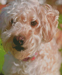 White Whoodle Dog Diamond Paintings