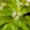 Aloysia Flowers Diamond Painting