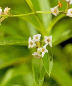 Aloysia Flowers Diamond Painting