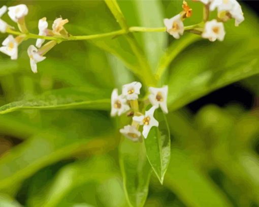 Aloysia Flowers Diamond Painting