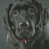 Black Labrador Diamond Painting