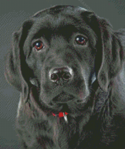 Black Labrador Diamond Painting