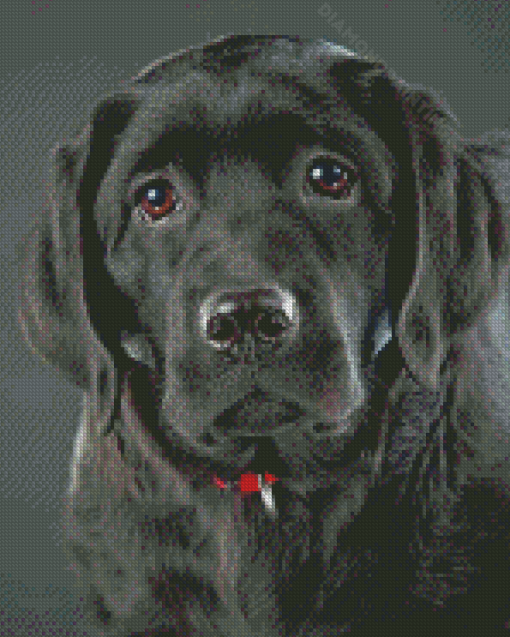 Black Labrador Diamond Painting