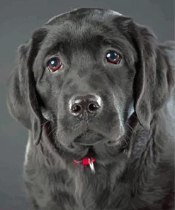 Black Labrador Diamond Painting