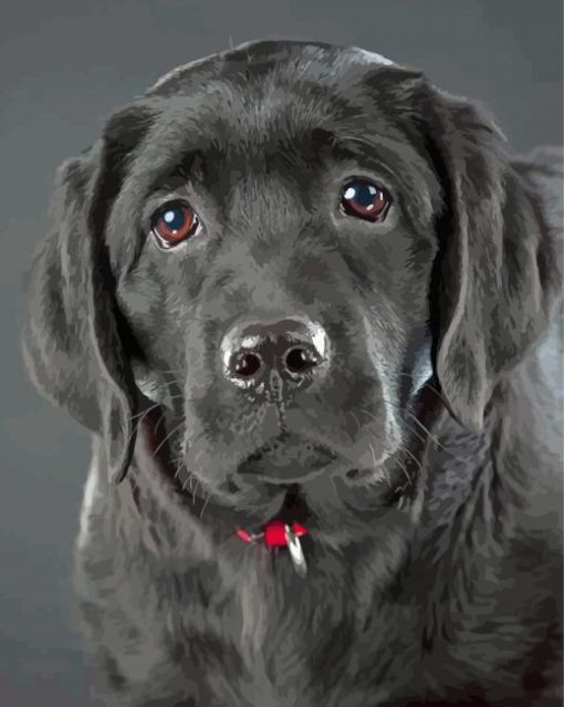 Black Labrador Diamond Painting