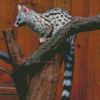 Common Genet Diamond Painting