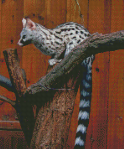 Common Genet Diamond Painting