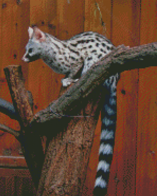 Common Genet Diamond Painting