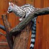 Common Genet Diamond Painting