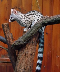 Common Genet Diamond Painting