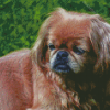 Pekingese Dog Diamond Painting