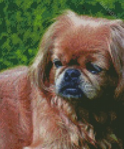 Pekingese Dog Diamond Painting