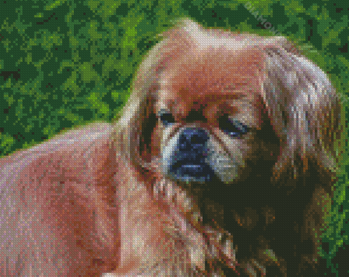 Pekingese Dog Diamond Painting