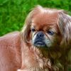 Pekingese Dog Diamond Painting