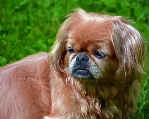 Pekingese Dog Diamond Painting