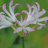 Nerine Plant Diamond Painting