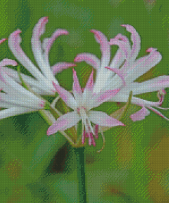 Nerine Plant Diamond Painting