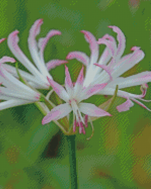 Nerine Plant Diamond Painting