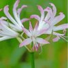 Nerine Plant Diamond Painting