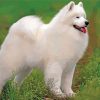 American Eskimo Diamond Painting