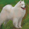 American Eskimo Diamond Painting