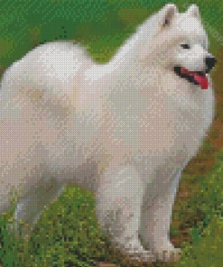 American Eskimo Diamond Painting